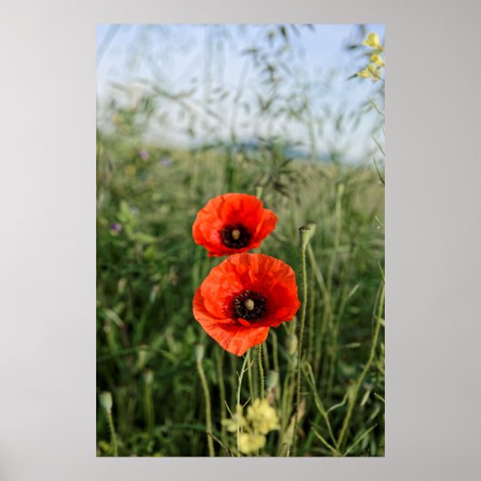 Poster Paire de coquelicots (Devant)