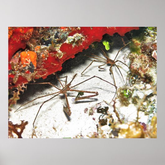 Poster Paire de crabes à flèches (Devant)
