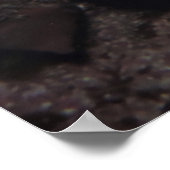 Poster Paire de crevettes dans une éponge (Coin)