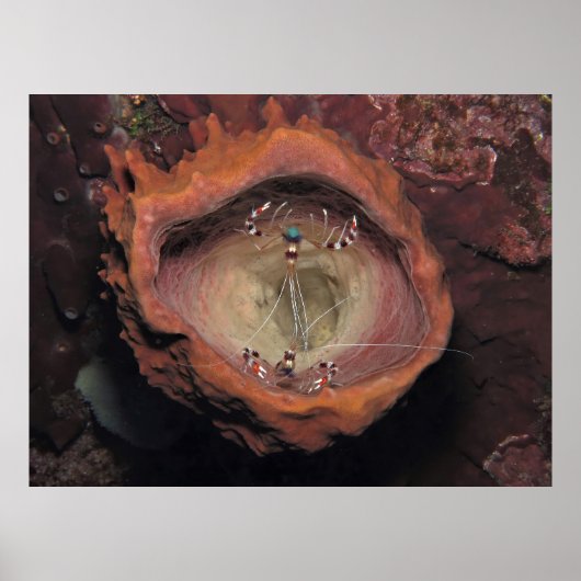 Poster Paire de crevettes dans une éponge (Devant)