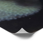 Poster Paire de crevettes nettoyantes à bande (Coin)