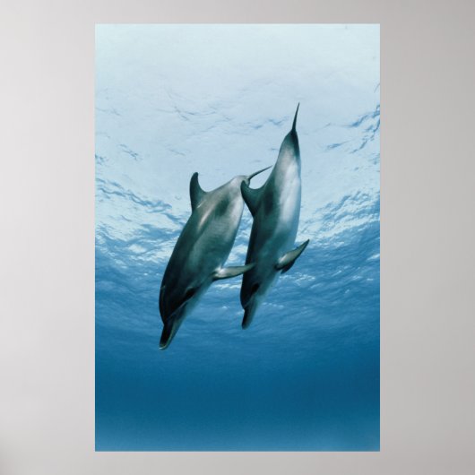 Poster Paire de dauphins (Devant)