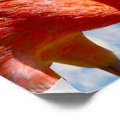 Poster paire de flamants des Caraïbes (Coin)