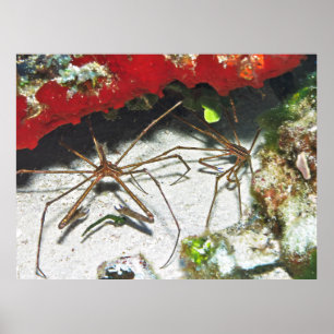 Poster Paire de flèches