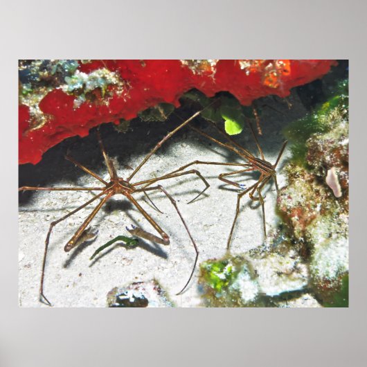 Poster Paire de flèches (Devant)