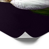 Poster Paire De Fleur Iris À Peau Violet Et Blanc (Coin)