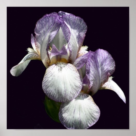 Poster Paire De Fleur Iris À Peau Violet Et Blanc (Devant)