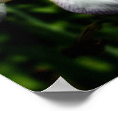 Poster Paire De Fleur Iris À Peau Violet Et Blanc (Coin)