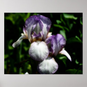 Poster Paire De Fleur Iris À Peau Violet Et Blanc