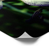 Poster Paire De Fleur Iris À Peau Violet Et Blanc (Coin)