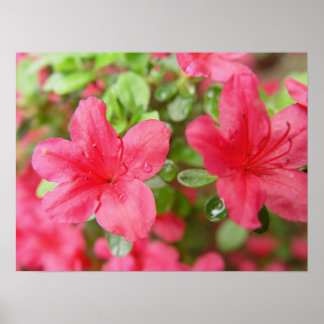 Poster Paire de fleurs