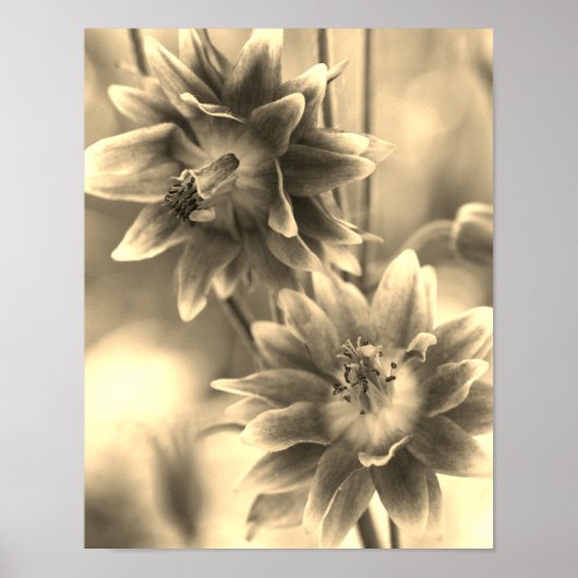 Poster Paire De Fleurs À Sepia Tint (Devant)
