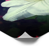 Poster Paire de fleurs Clematis blanches (Coin)