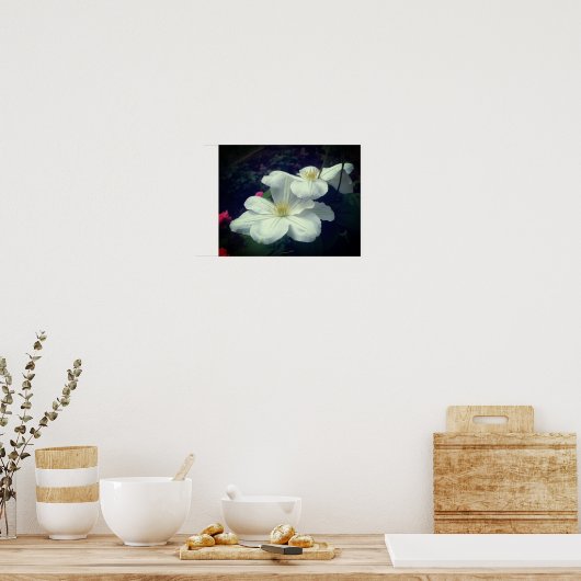 Poster Paire de fleurs Clematis blanches (Cuisine)