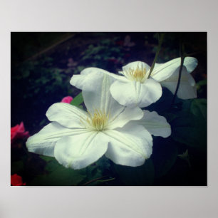 Poster Paire de fleurs Clematis blanches