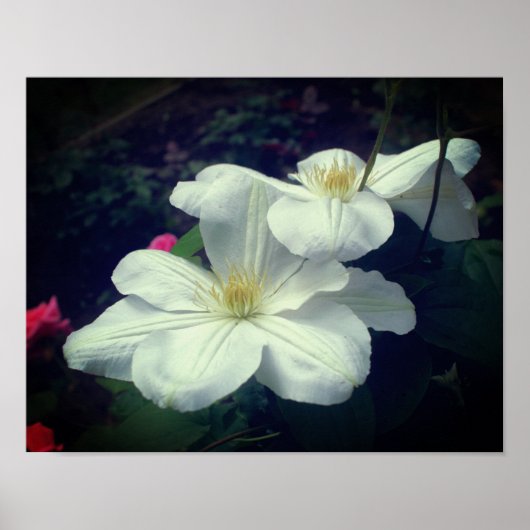 Poster Paire de fleurs Clematis blanches (Devant)