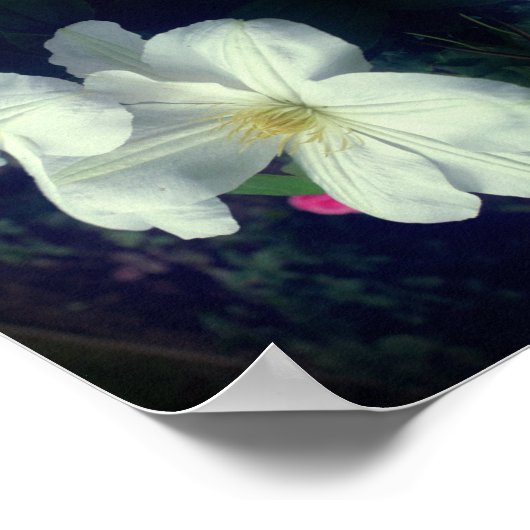 Poster Paire de fleurs Clematis blanches Abstraite (Coin)