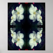 Poster Paire de fleurs Clematis blanches Abstraite (Devant)