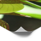 Poster Paire de fleurs de chlipse blanche orchidée (Coin)