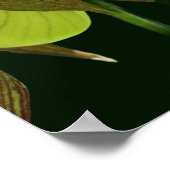 Poster Paire de fleurs de chlipse blanche orchidée (Coin)