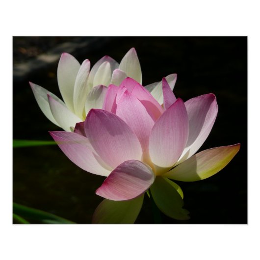 Poster Paire de fleurs de Lotus II (Devant)
