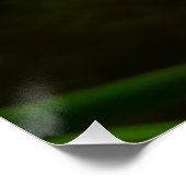 Poster Paire de fleurs de Lotus II (Coin)