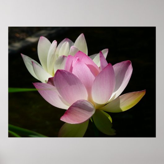 Poster Paire de fleurs de lotus II (Devant)