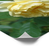 Poster Paire de fleurs de rose jaune (Coin)