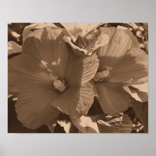 Poster Paire de fleurs de Sepia Hibiscus (Devant)