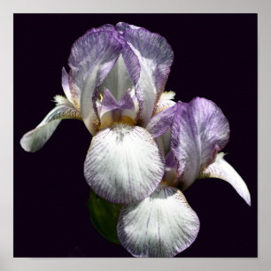 Poster Paire de fleurs d'iris barbus violets et blancs