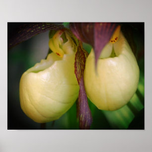 Poster Paire de fleurs d'orchidée blanche