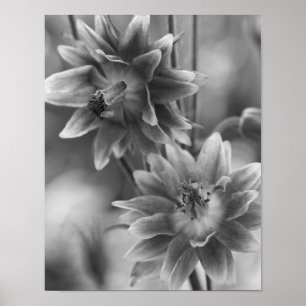 Poster Paire De Fleurs En Noir Et Blanc