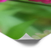 Poster Paire de fleurs rose Zinnia (Coin)