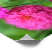 Poster Paire de fleurs rose Zinnia Abstrait (Coin)