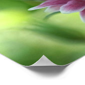 Poster Paire de fleurs rouges et blanches (Coin)
