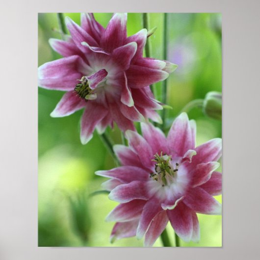 Poster Paire de fleurs rouges et blanches (Devant)