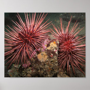 Poster Paire de gravures d'art fin de oursins rouges géan