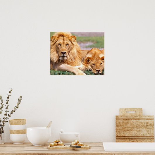 Poster Paire de lions africains, Panthera leo, Tanzanie (Cuisine)