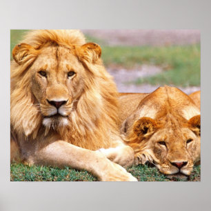 Poster Paire de lions africains, Panthera leo, Tanzanie