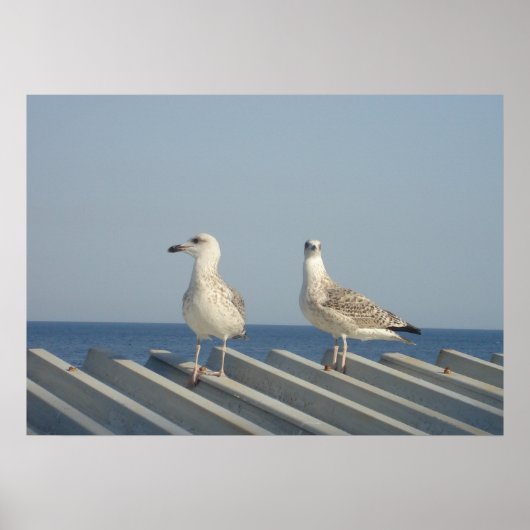 Poster Paire de mouettes (Devant)