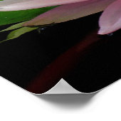 Poster Paire de nénuphars (Coin)