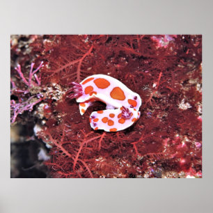 Poster Paire de Nudis