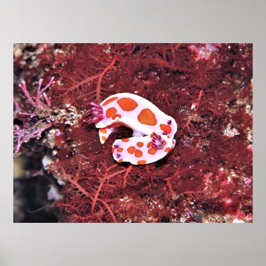 Poster Paire de Nudis (Devant)