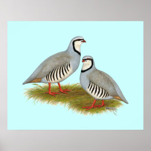 Poster Paire de perdrix de Chukar