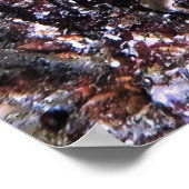 Poster Paire de poisson gras (Coin)