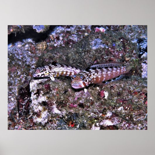 Poster Paire de poisson gras (Devant)
