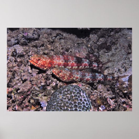 Poster Paire de poisson-Lézard II (Devant)