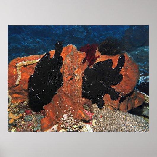 Poster Paire de poisson-porteuse géant (Devant)