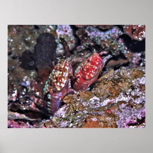 Poster Paire de poissons-Lézard (Devant)