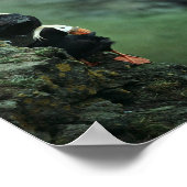 Poster Paire de purin touffu (Coin)